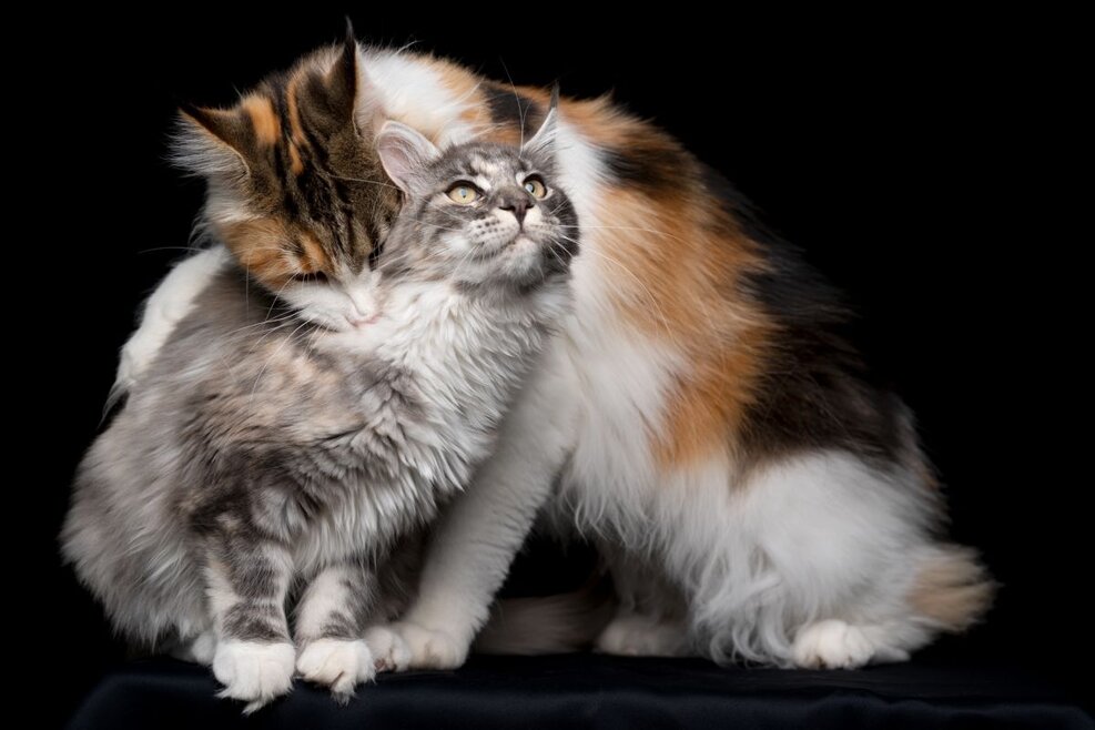 waarom bijten katten elkaar in de keel